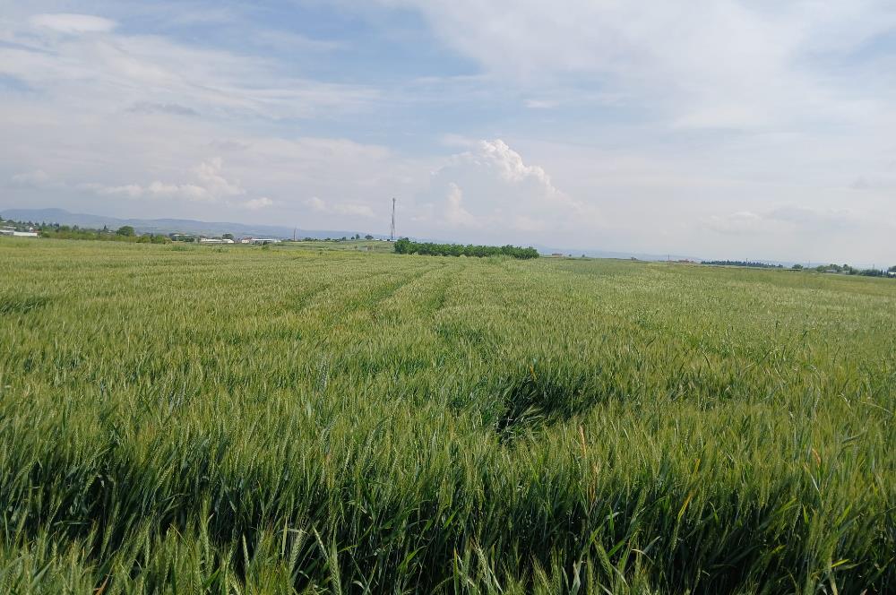 C21 LOCA' DAN ALTIEYLÜL KÖYLÜ MAHALLESİNDE 1775 m2 SATILIK TARLA