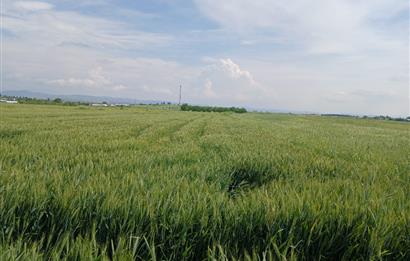 C21 LOCA' DAN ALTIEYLÜL KÖYLÜ MAHALLESİNDE 1775 m2 SATILIK TARLA