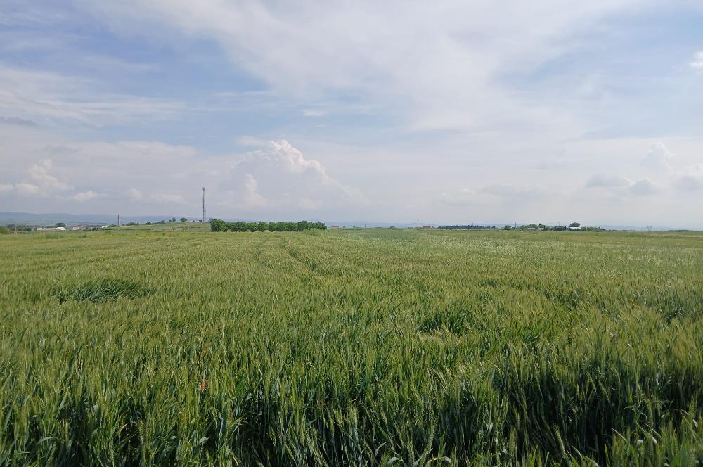 C21 LOCA' DAN ALTIEYLÜL KÖYLÜ MAHALLESİNDE 1775 m2 SATILIK TARLA