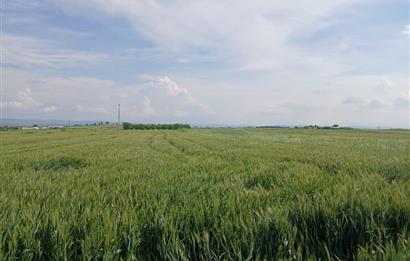 C21 LOCA' DAN ALTIEYLÜL KÖYLÜ MAHALLESİNDE 1775 m2 SATILIK TARLA