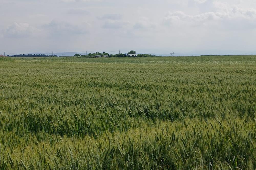 C21 LOCA' DAN ALTIEYLÜL KÖYLÜ MAHALLESİNDE 1775 m2 SATILIK TARLA