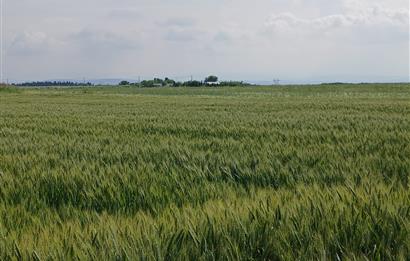 C21 LOCA' DAN ALTIEYLÜL KÖYLÜ MAHALLESİNDE 1775 m2 SATILIK TARLA