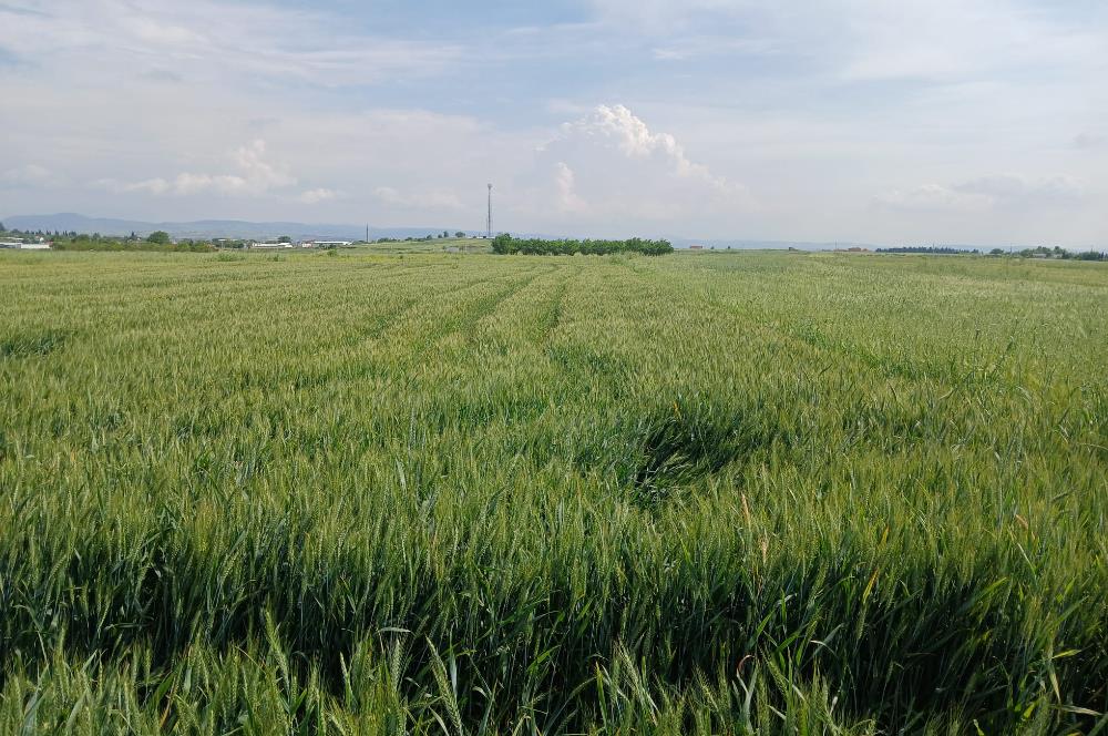 C21 LOCA' DAN ALTIEYLÜL KÖYLÜ MAHALLESİNDE 1775 m2 SATILIK TARLA