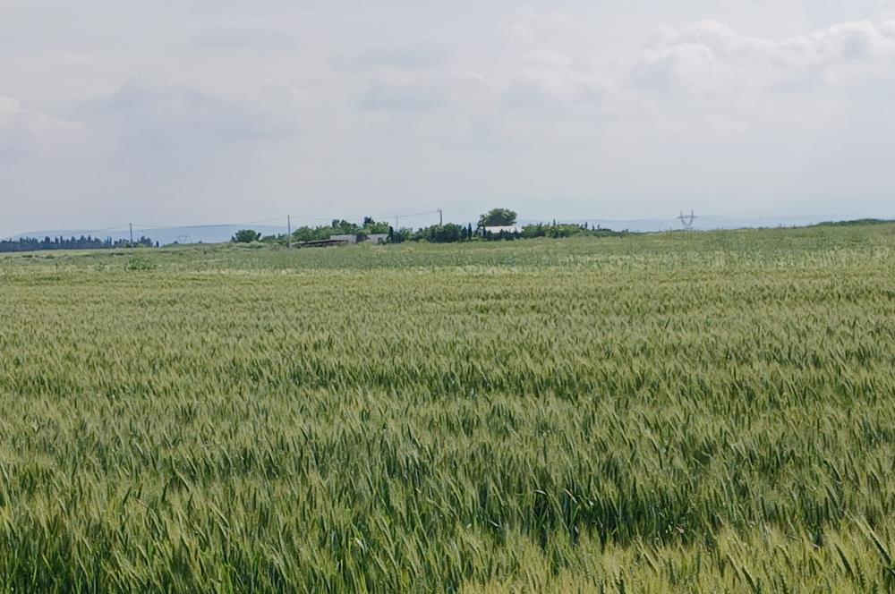 C21 LOCA' DAN ALTIEYLÜL KÖYLÜ MAHALLESİNDE 1775 m2 SATILIK TARLA