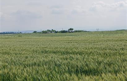 C21 LOCA' DAN ALTIEYLÜL KÖYLÜ MAHALLESİNDE 1775 m2 SATILIK TARLA