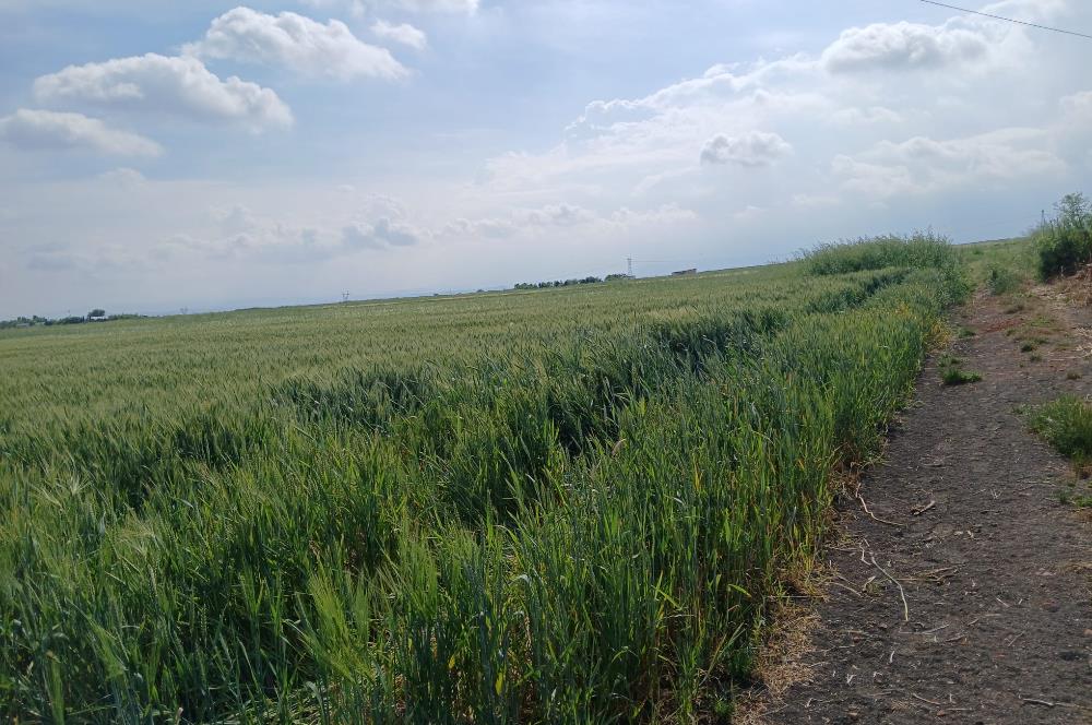 C21 LOCA' DAN ALTIEYLÜL KÖYLÜ MAHALLESİNDE 1775 m2 SATILIK TARLA