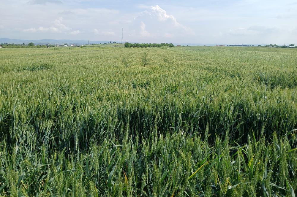 C21 LOCA' DAN ALTIEYLÜL KÖYLÜ MAHALLESİNDE 1775 m2 SATILIK TARLA
