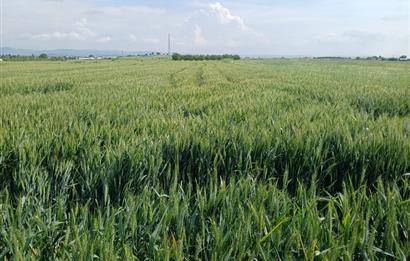 C21 LOCA' DAN ALTIEYLÜL KÖYLÜ MAHALLESİNDE 1775 m2 SATILIK TARLA