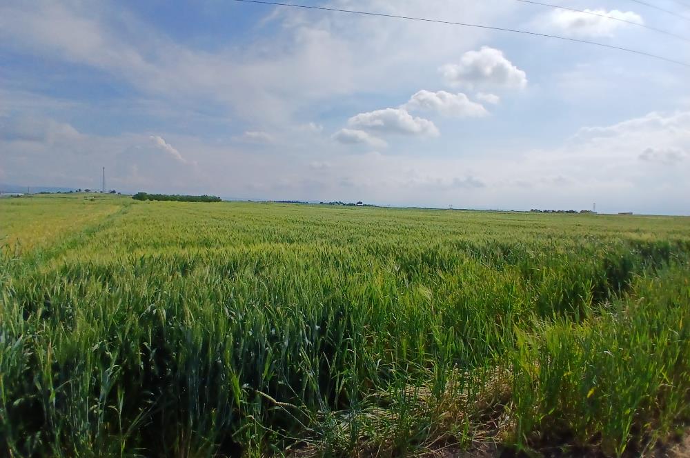 C21 LOCA' DAN ALTIEYLÜL KÖYLÜ MAHALLESİNDE 1775 m2 SATILIK TARLA