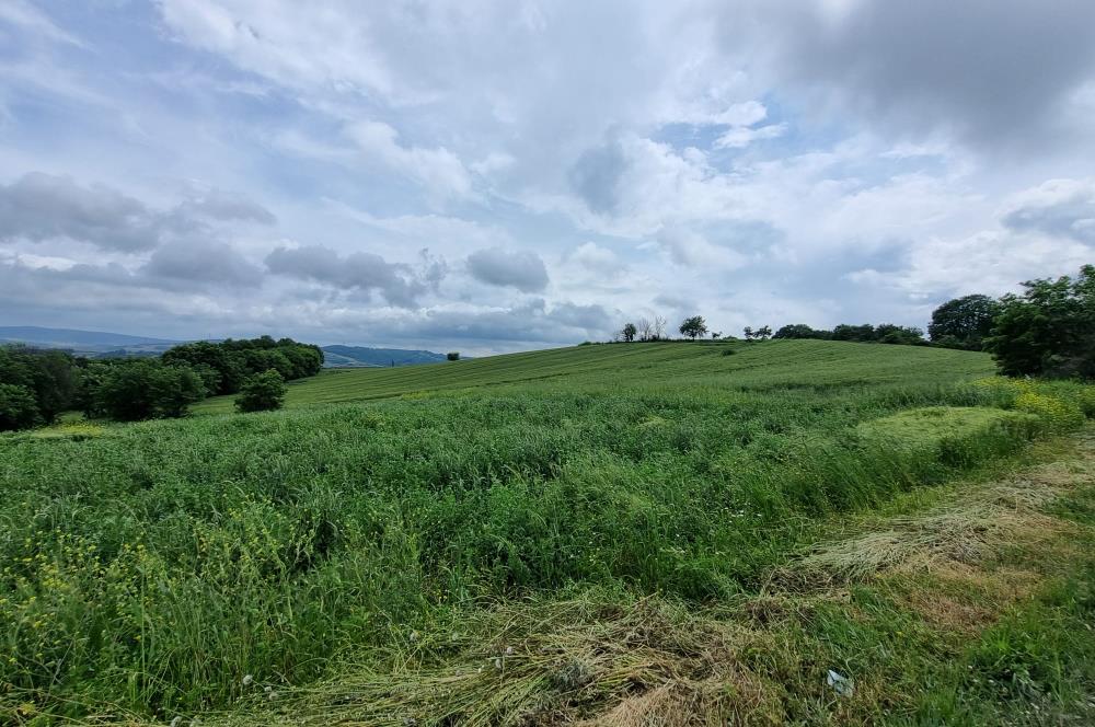 Sakarya Kaynarca Kertil'de 5235 m² Satılık Tarla