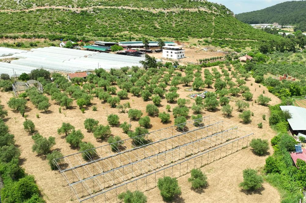 İZMİR MENDERES'TE ZEYTİNLİK VE YAŞAM ALANI BİR ARADA!