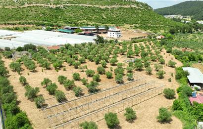 İZMİR MENDERES'TE ZEYTİNLİK VE YAŞAM ALANI BİR ARADA!