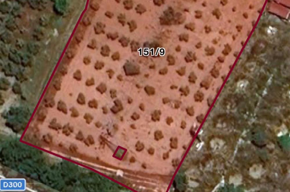 Urla Nohutalan'da Yol Cepheli Satılık Tarla 