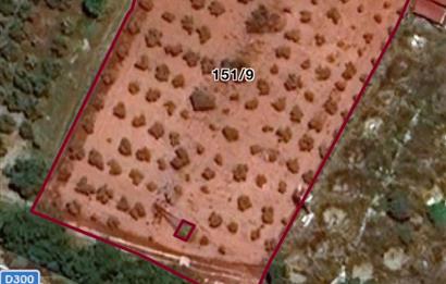 Urla Nohutalan'da Yol Cepheli Satılık Tarla 
