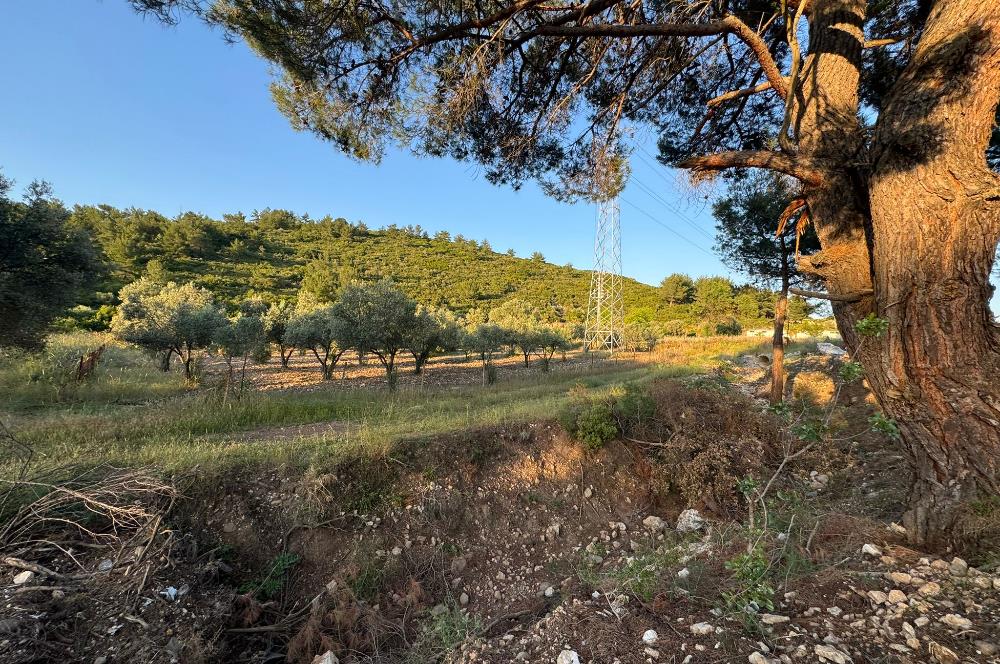 Urla Nohutalan'da Yol Cepheli Satılık Tarla 