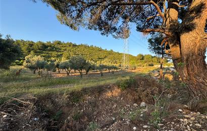 Urla Nohutalan'da Yol Cepheli Satılık Tarla 