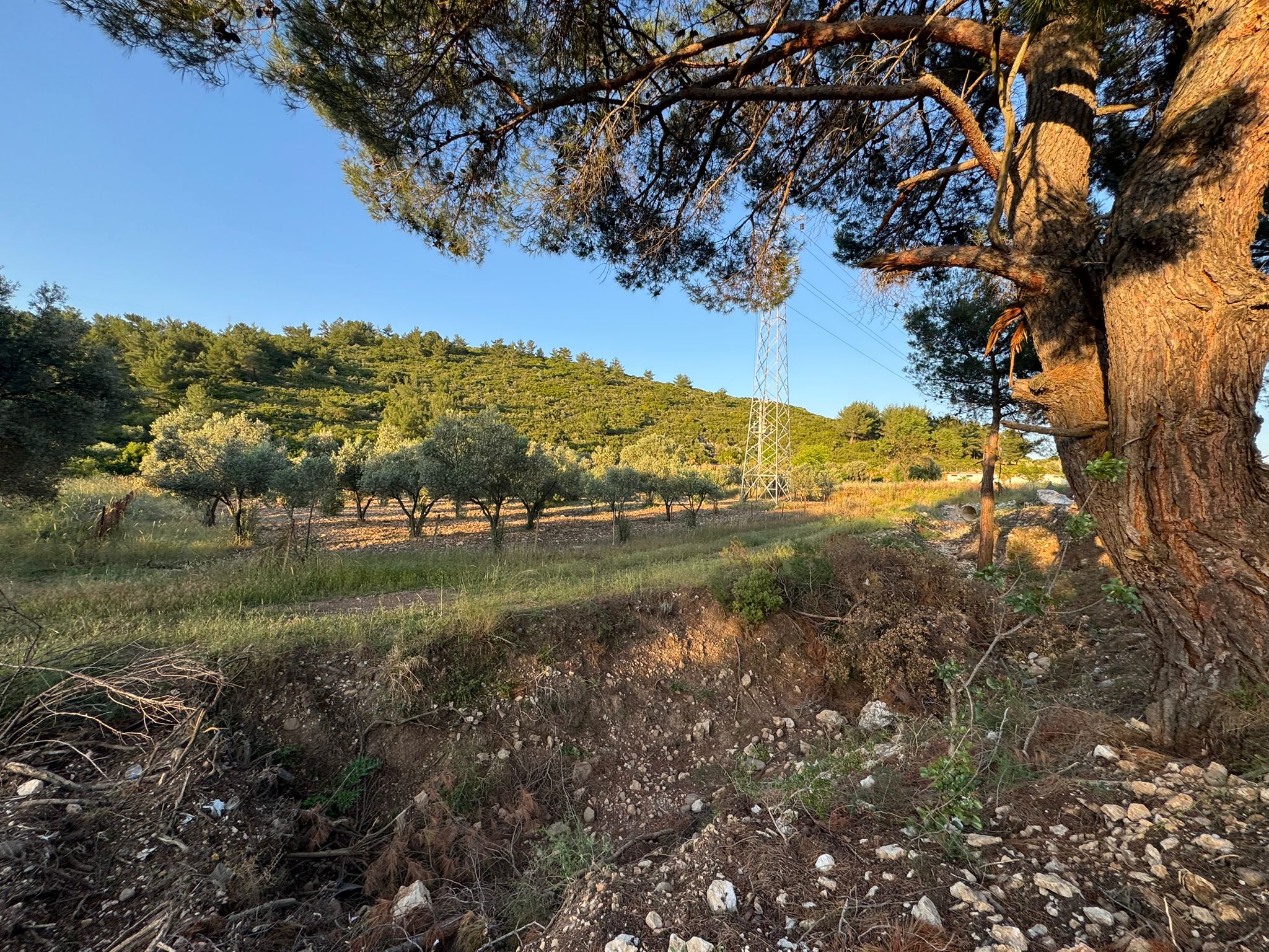 Urla Nohutalan'da Yol Cepheli Satılık Tarla 