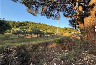 Urla Nohutalan'da Yol Cepheli Satılık Tarla  - 5 - 34510