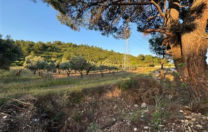 Urla Nohutalan'da Yol Cepheli Satılık Tarla 