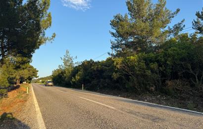 Urla Nohutalan'da Yol Cepheli Satılık Tarla 