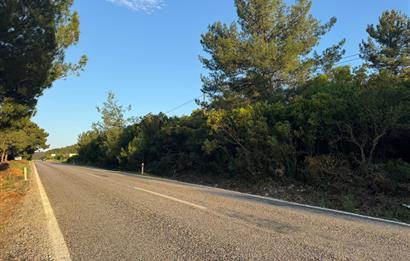 Urla Nohutalan'da Yol Cepheli Satılık Tarla 