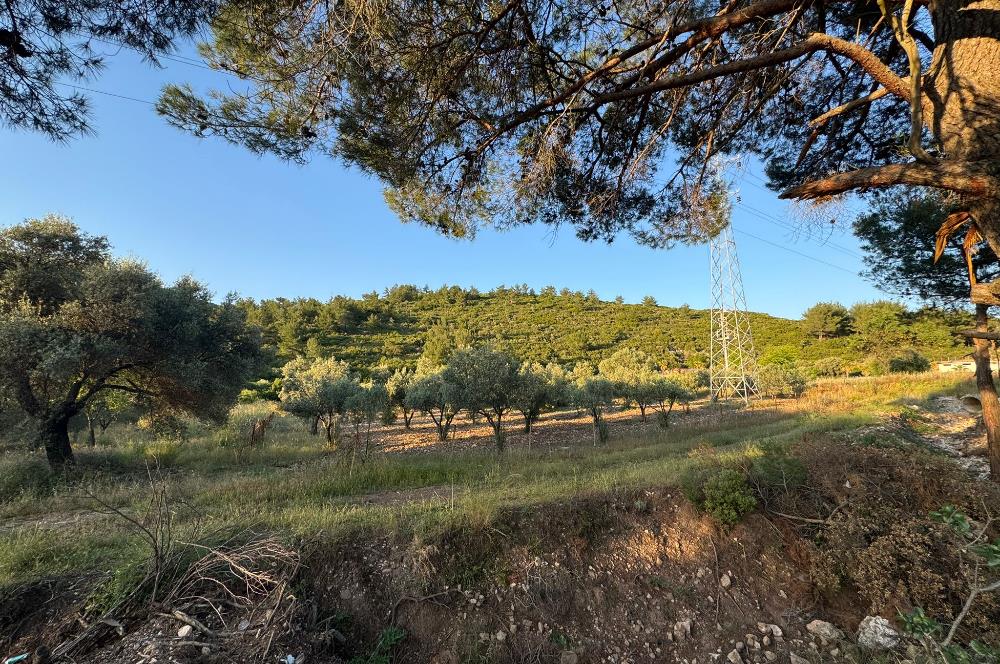 Urla Nohutalan'da Yol Cepheli Satılık Tarla 