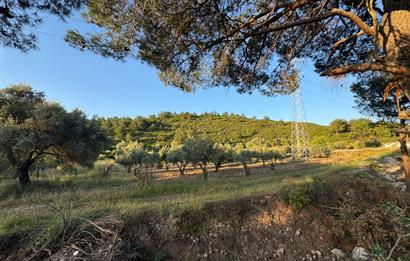 Urla Nohutalan'da Yol Cepheli Satılık Tarla 