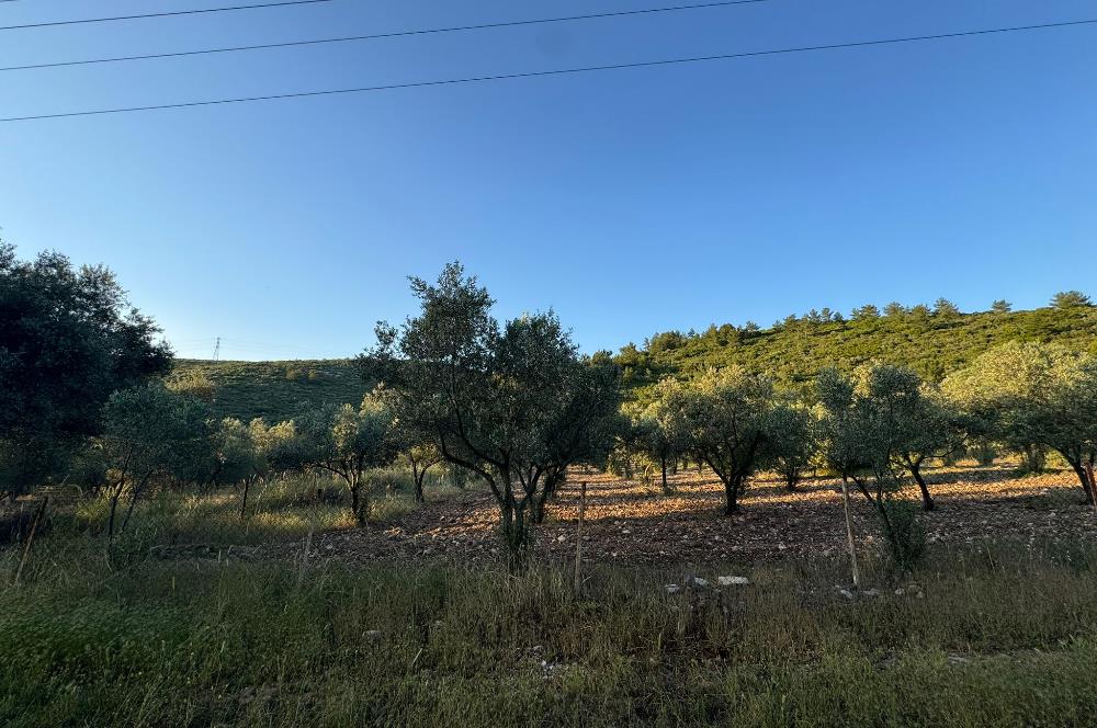 Urla Nohutalan'da Yol Cepheli Satılık Tarla 