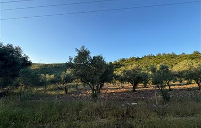 Urla Nohutalan'da Yol Cepheli Satılık Tarla 