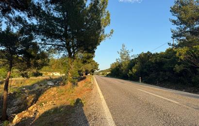 Urla Nohutalan'da Yol Cepheli Satılık Tarla 