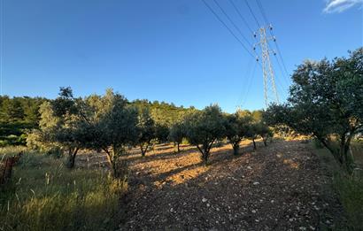 Urla Nohutalan'da Yol Cepheli Satılık Tarla 