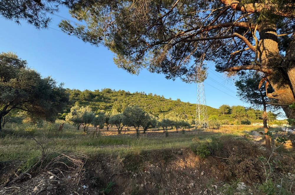 Urla Nohutalan'da Yol Cepheli Satılık Tarla 