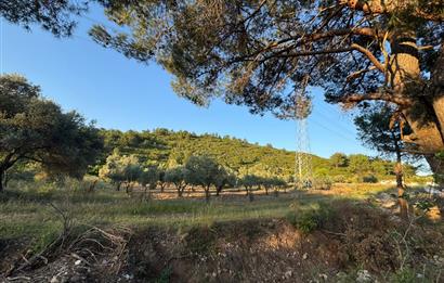 Urla Nohutalan'da Yol Cepheli Satılık Tarla 