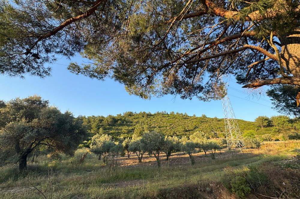 Urla Nohutalan'da Yol Cepheli Satılık Tarla 