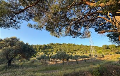 Urla Nohutalan'da Yol Cepheli Satılık Tarla 