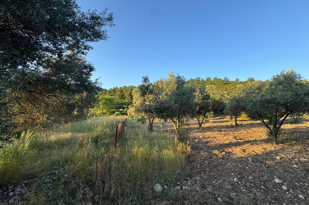 Urla Nohutalan'da Yol Cepheli Satılık Tarla 