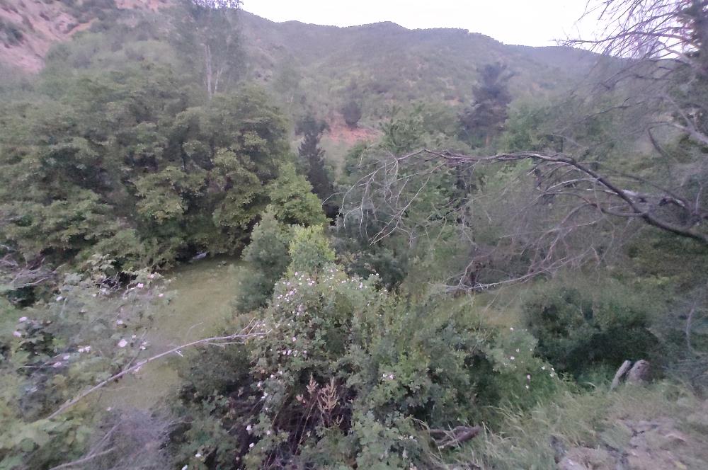 GÜMÜŞHANE MERKEZE 5 KM UZAKLIKTA AKARSU BULUNAN DOĞA İÇİNDE ARSA
