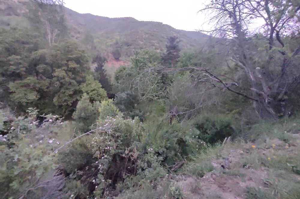 GÜMÜŞHANE MERKEZE 5 KM UZAKLIKTA AKARSU BULUNAN DOĞA İÇİNDE ARSA