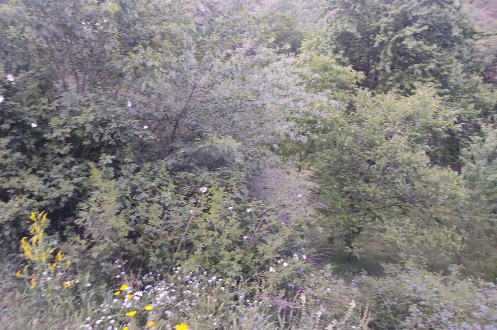 GÜMÜŞHANE MERKEZE 5 KM UZAKLIKTA AKARSU BULUNAN DOĞA İÇİNDE ARSA
