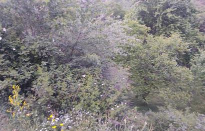 GÜMÜŞHANE MERKEZE 5 KM UZAKLIKTA AKARSU BULUNAN DOĞA İÇİNDE ARSA