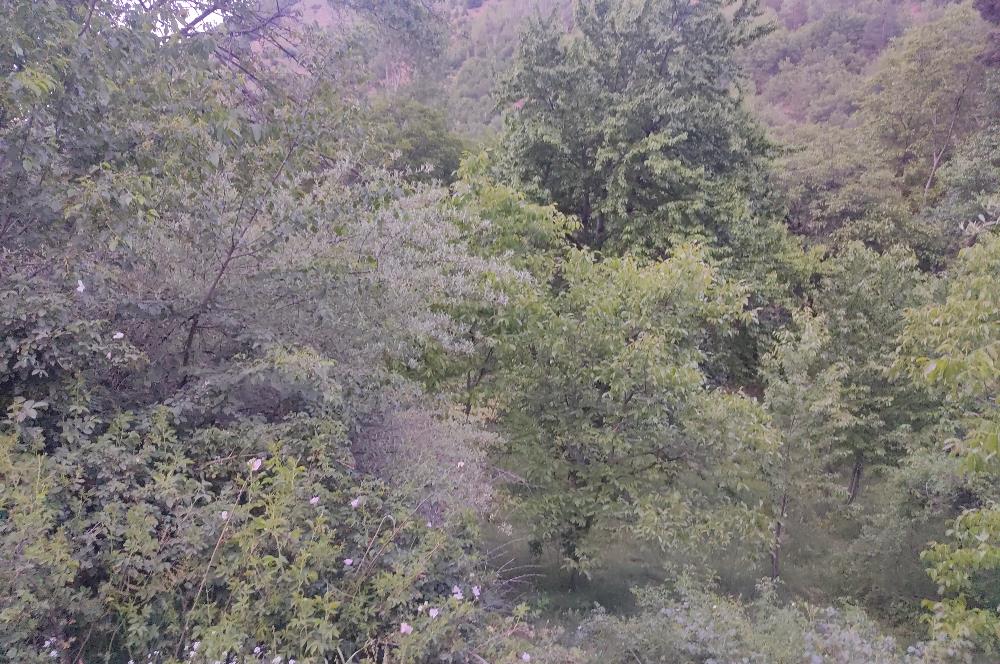 GÜMÜŞHANE MERKEZE 5 KM UZAKLIKTA AKARSU BULUNAN DOĞA İÇİNDE ARSA