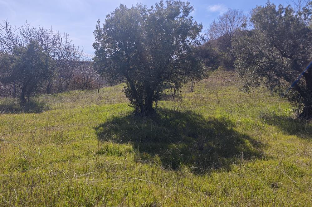 Tekirdağ Şarköy'de Zeytin Ağaçları İçinde Satılık Bağ 
