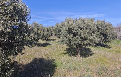 Tekirdağ Şarköy'de Zeytin Ağaçları İçinde Satılık Bağ 