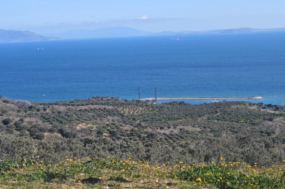 Tekirdağ Şarköy'de Zeytin Ağaçları İçinde Satılık Bağ 