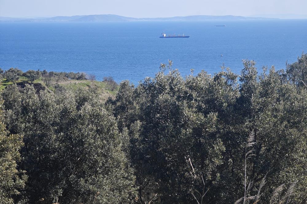 Tekirdağ Şarköy'de Zeytin Ağaçları İçinde Satılık Bağ 