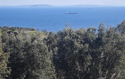 Tekirdağ Şarköy'de Zeytin Ağaçları İçinde Satılık Bağ 