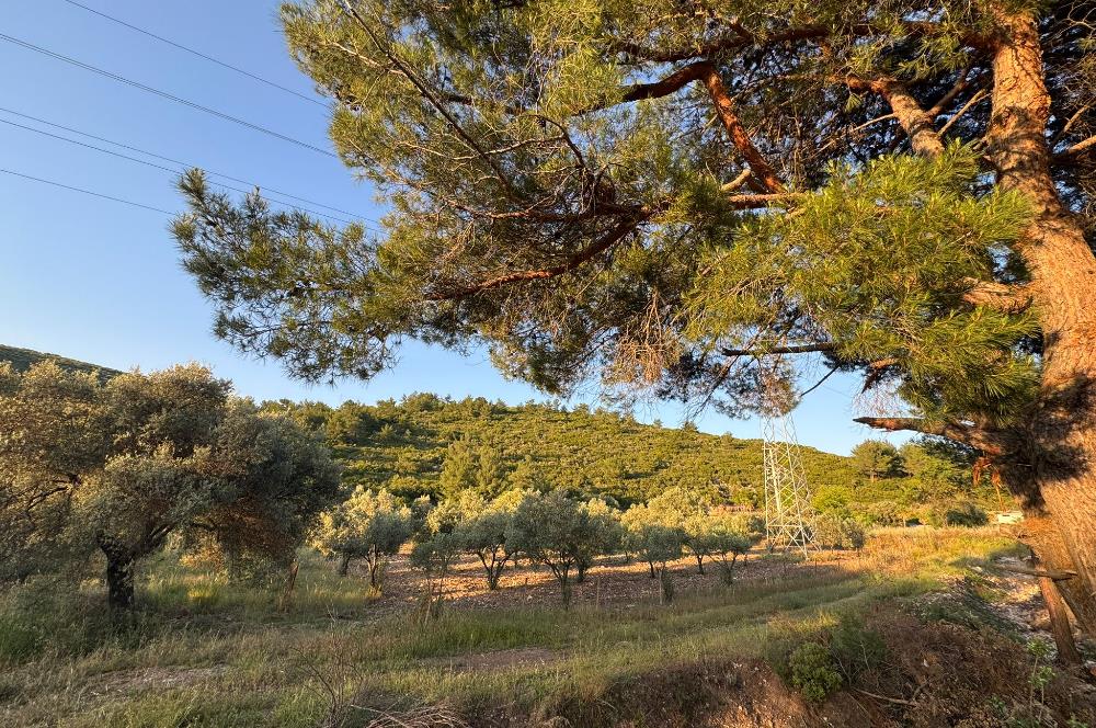 Urla Nohutalan'da Yol Cepheli Satılık Tarla 