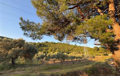 Urla Nohutalan'da Yol Cepheli Satılık Tarla 