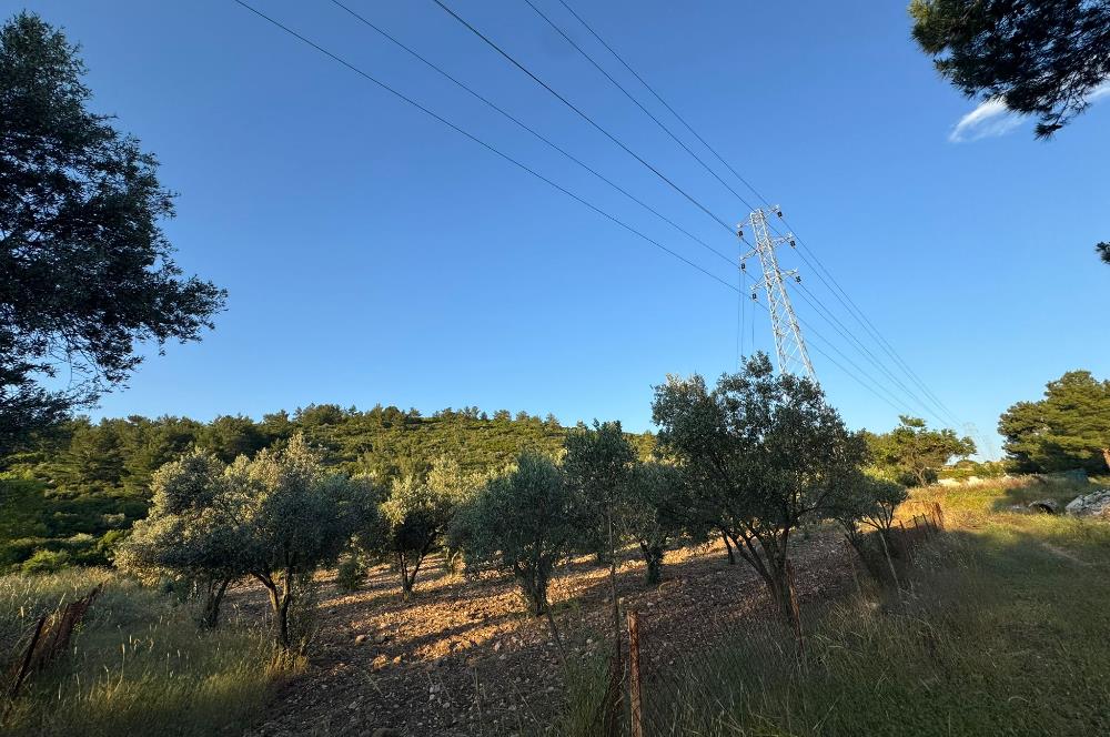 Urla Nohutalan'da Yol Cepheli Satılık Tarla 