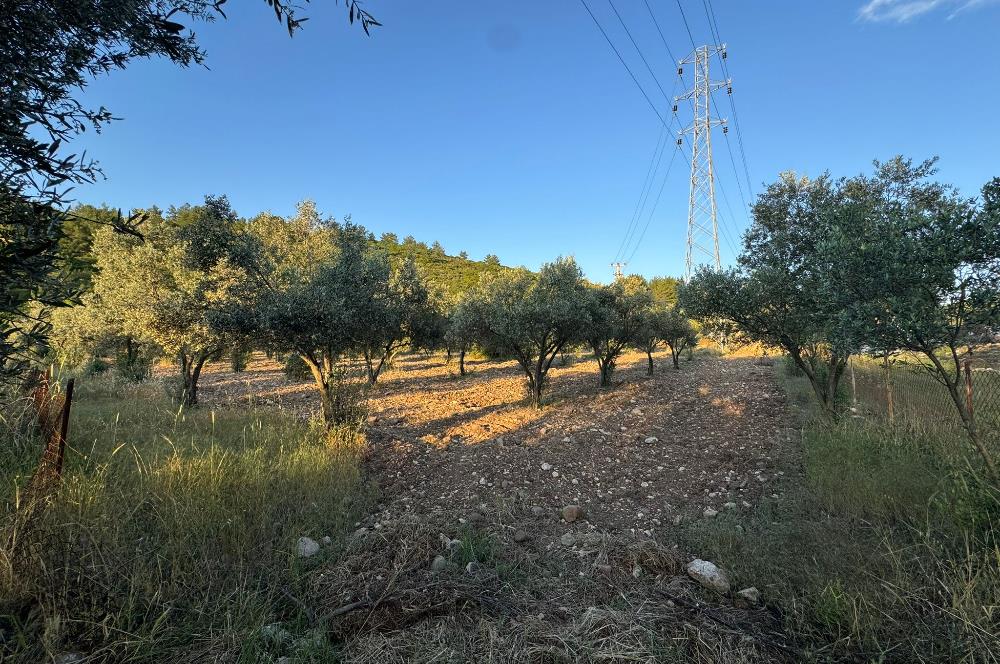 Urla Nohutalan'da Yol Cepheli Satılık Tarla 